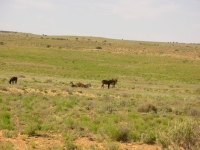 Wild Donkeys